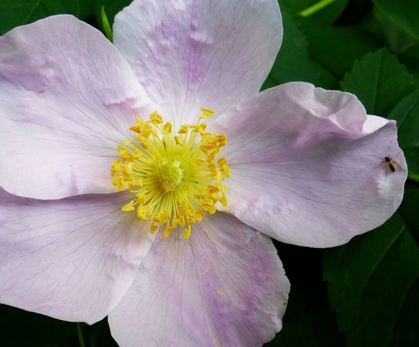 Wild Rose and insect