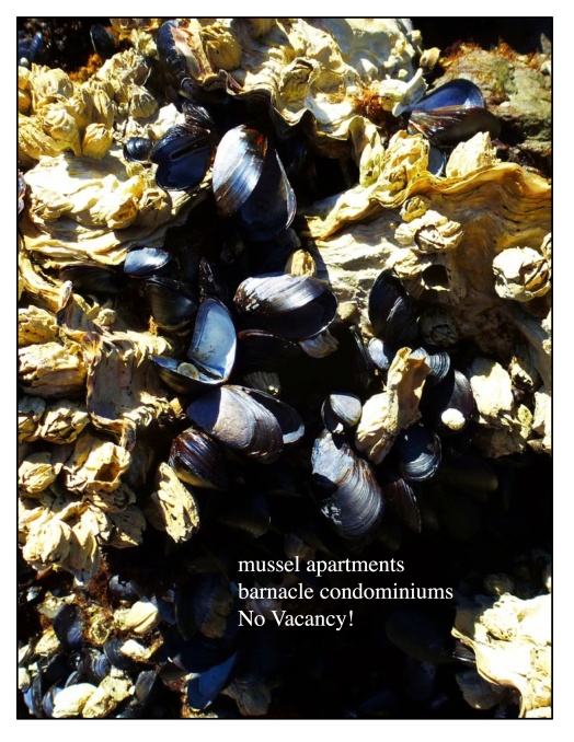 barnacles and mussels