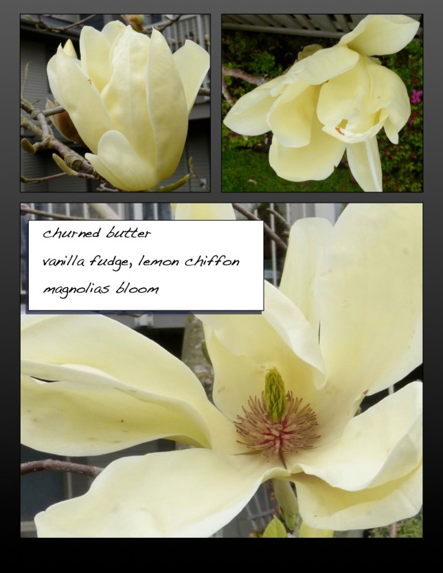 Cream magnolias in bloom